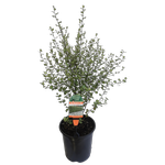 3.5L Pittosporum Silver Sheen 'Screen It' Range - Pittosporum tenufolium