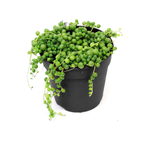 95mm String of Pearls - Senecio rowleyanus