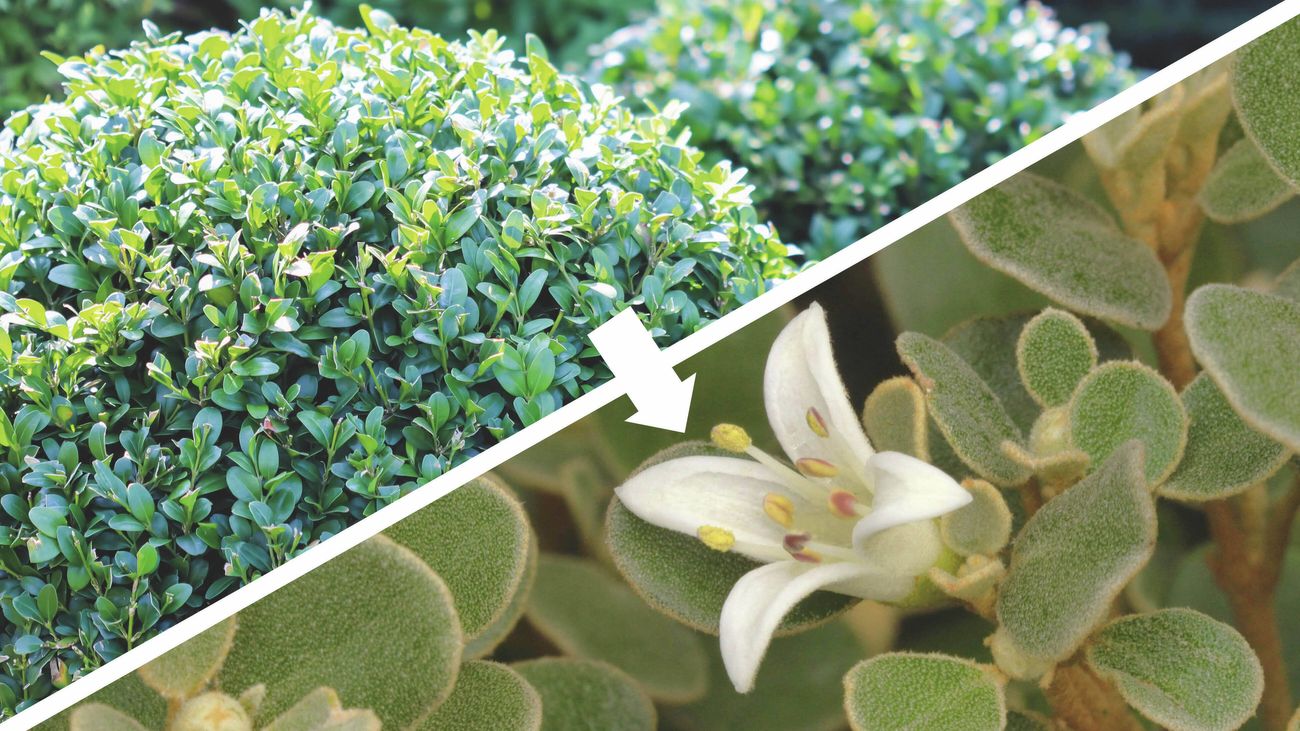 A split image showing a dense green buxus shrub on the left and a star white plant with leaves and a white flower on the right, connected by an arrow