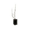 8L Magnolia Assorted - Magnolia