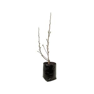 8L Magnolia Assorted - Magnolia