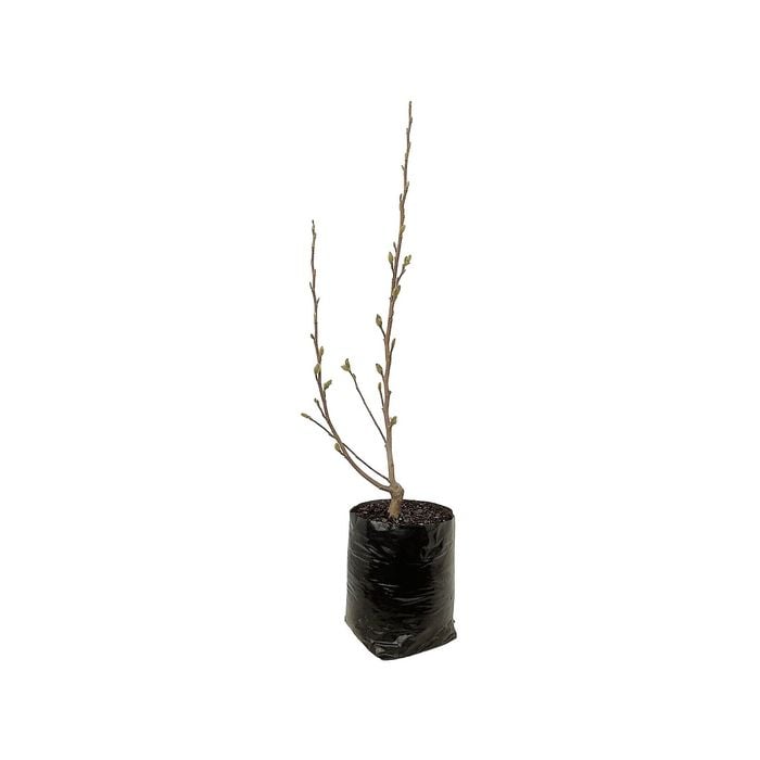 8L Magnolia Assorted - Magnolia