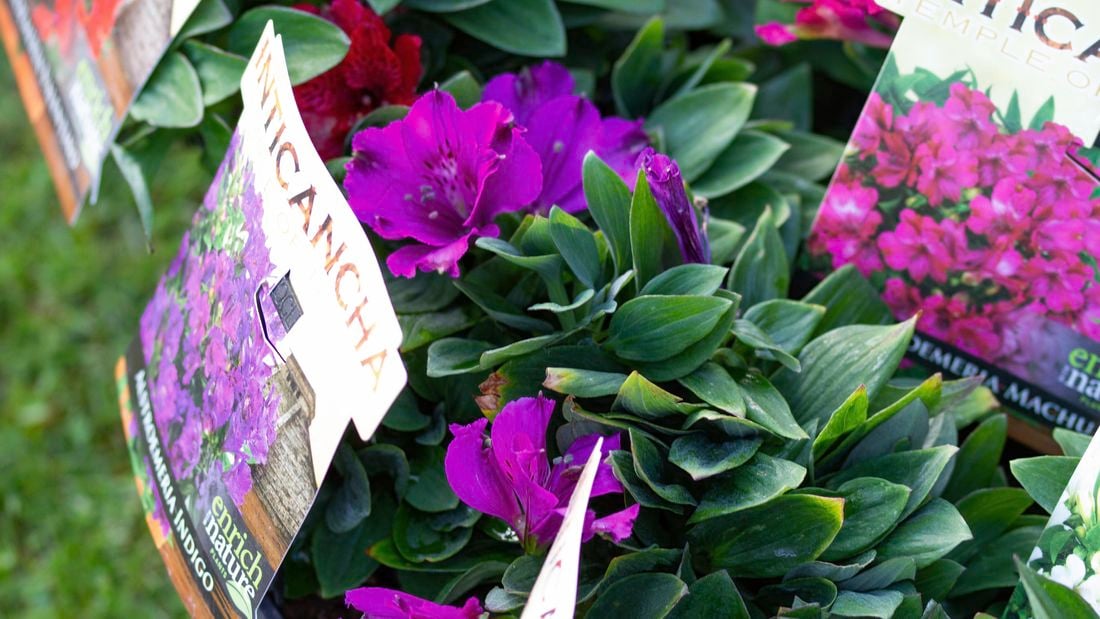A potted plant with green leaves and purple flowers.