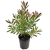 140mm Leucadendron Red Gem - Leucadendron hybrid