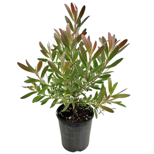 140mm Leucadendron Red Gem - Leucadendron hybrid