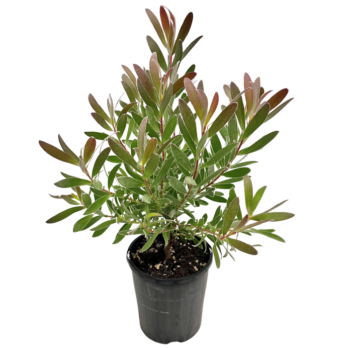 140mm Leucadendron Red Gem - Leucadendron hybrid