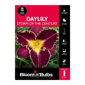 Bloomin' Bulbs Daylily Strorm Of The Century - 1 Pack