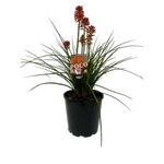 180mm Poco Red 'Asphodelaceae' - kniphofia
