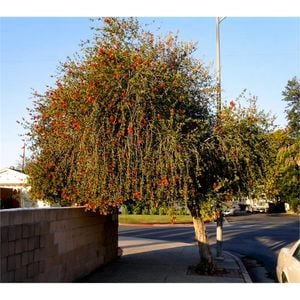 140mm Burgundy Bottlebrush - Callistemon citrinus 'Burgundy'