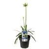 180mm Perpetual Peace Agapanthus - Agapanthus hybrid Perpetual Peace
