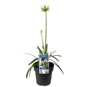 180mm Perpetual Peace Agapanthus - Agapanthus hybrid Perpetual Peace