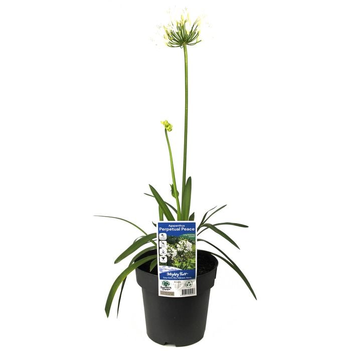 180mm Perpetual Peace Agapanthus - Agapanthus hybrid Perpetual Peace