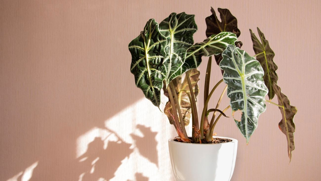 Plant in a white pot.