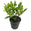 140mm Meyer Lemon - Citrus limon Sinensis