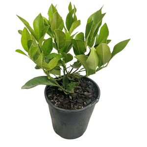 140mm Meyer Lemon - Citrus limon Sinensis