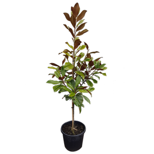 30L Magnolia Blanchard - Magnolia grandiflora Blanchard