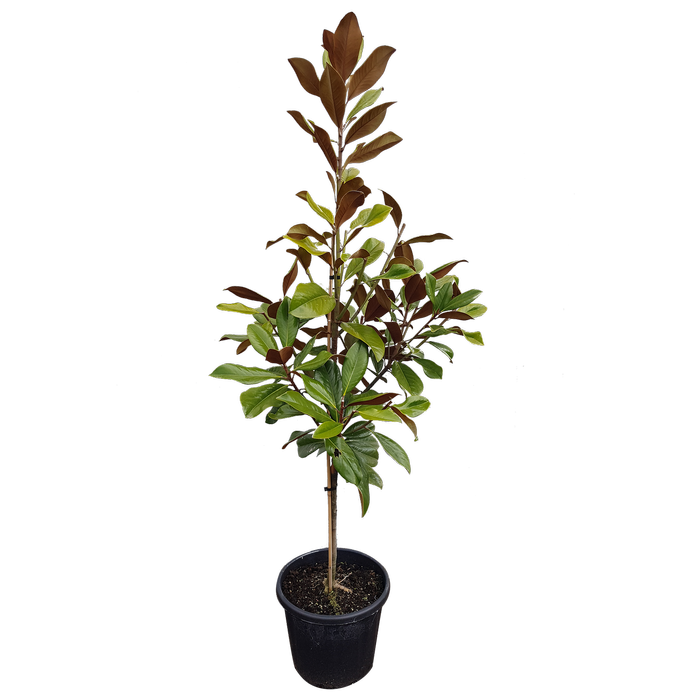 30L Magnolia Blanchard - Magnolia grandiflora Blanchard