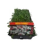 Mega Punnet Alyssum Cameo Mix - Lobularia maritima