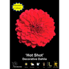 Yarra Valley Bulbs Dahlia Hot Shot - 1 Pack