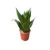 190mm Sansevieria Robusta
