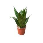 190mm Sansevieria Robusta