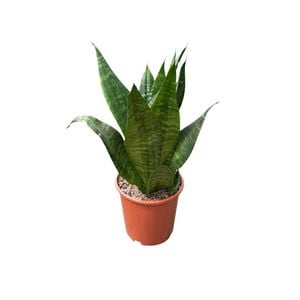 190mm Sansevieria Robusta