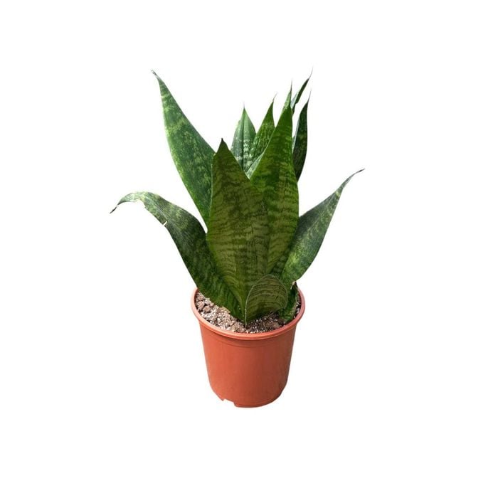 190mm Sansevieria Robusta
