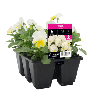 6 Cell Fusion Viola Popcorn - Viola cornuta