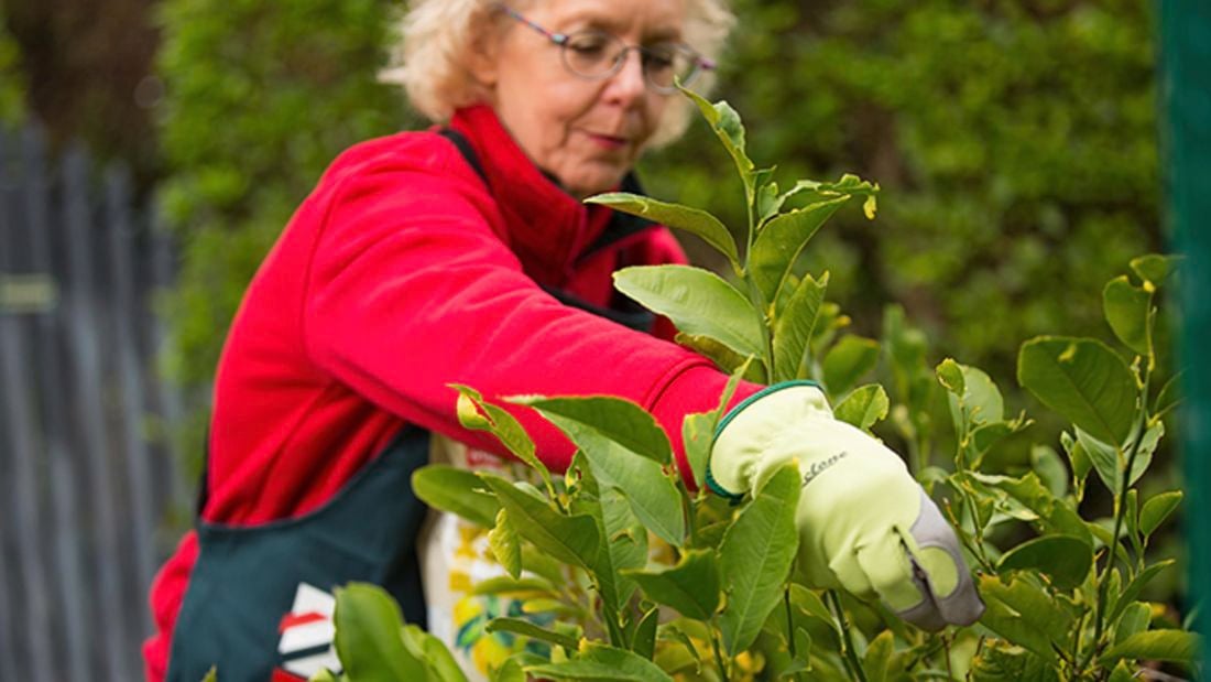 A woman tending to a citrus plant