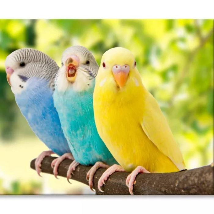 Budgies Are in The Roost on The Green  Print 100% Australian Made 90 x 60cm  (Stretched)