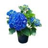 4L Hydrangea Renate Steiniger - Hydrangea macrophylla