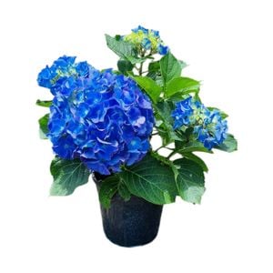 4L Hydrangea Renate Steiniger - Hydrangea macrophylla