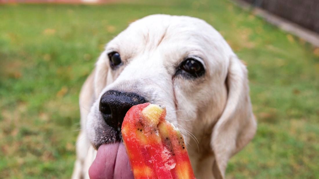 Puppy eating a fruit popsicle.