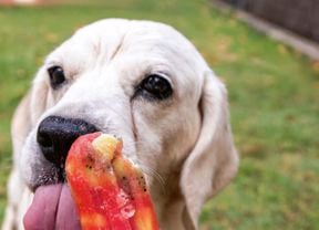 Puppy eating a fruit popsicle.