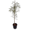 10L Kowhai - Sophora microphylla