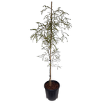 10L Kowhai - Sophora microphylla