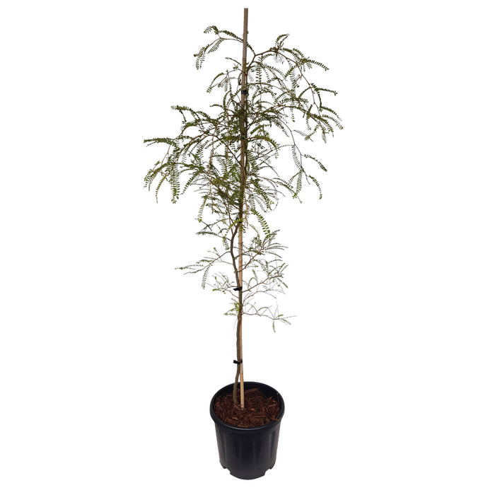 10L Kowhai - Sophora microphylla