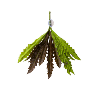 Reptile One Hanging Plant Birds Nest Fern Red Green w/ Suction Cup 40cm (46706)