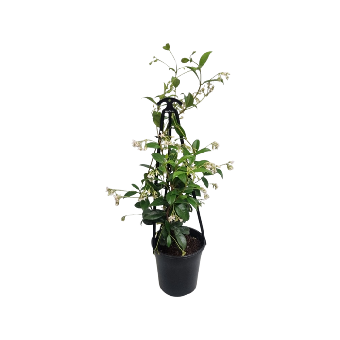 180mm Star Jasmine - Trachelospermum jasminoides