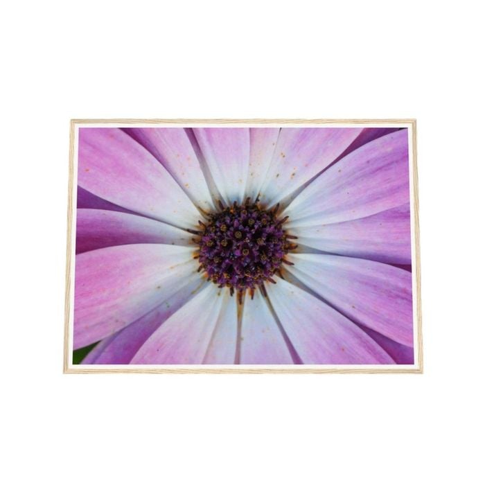 Galrie Vibrant Violet Pollen Fine Art Prints for Home Decor, Wood Frame, A4 21 x 30cm (8 x 12inch)