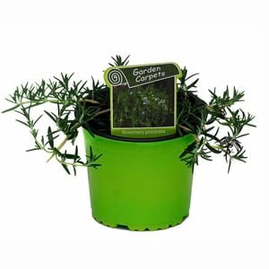 130mm Rosemary Prostrata - Rosmarinus