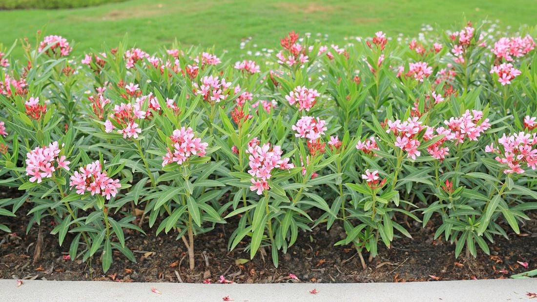 oleander shrubs with pink flowers in a garden bed