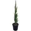 4L Cupressus Gracilis