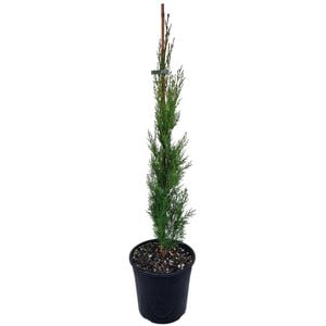 4L Cupressus Gracilis