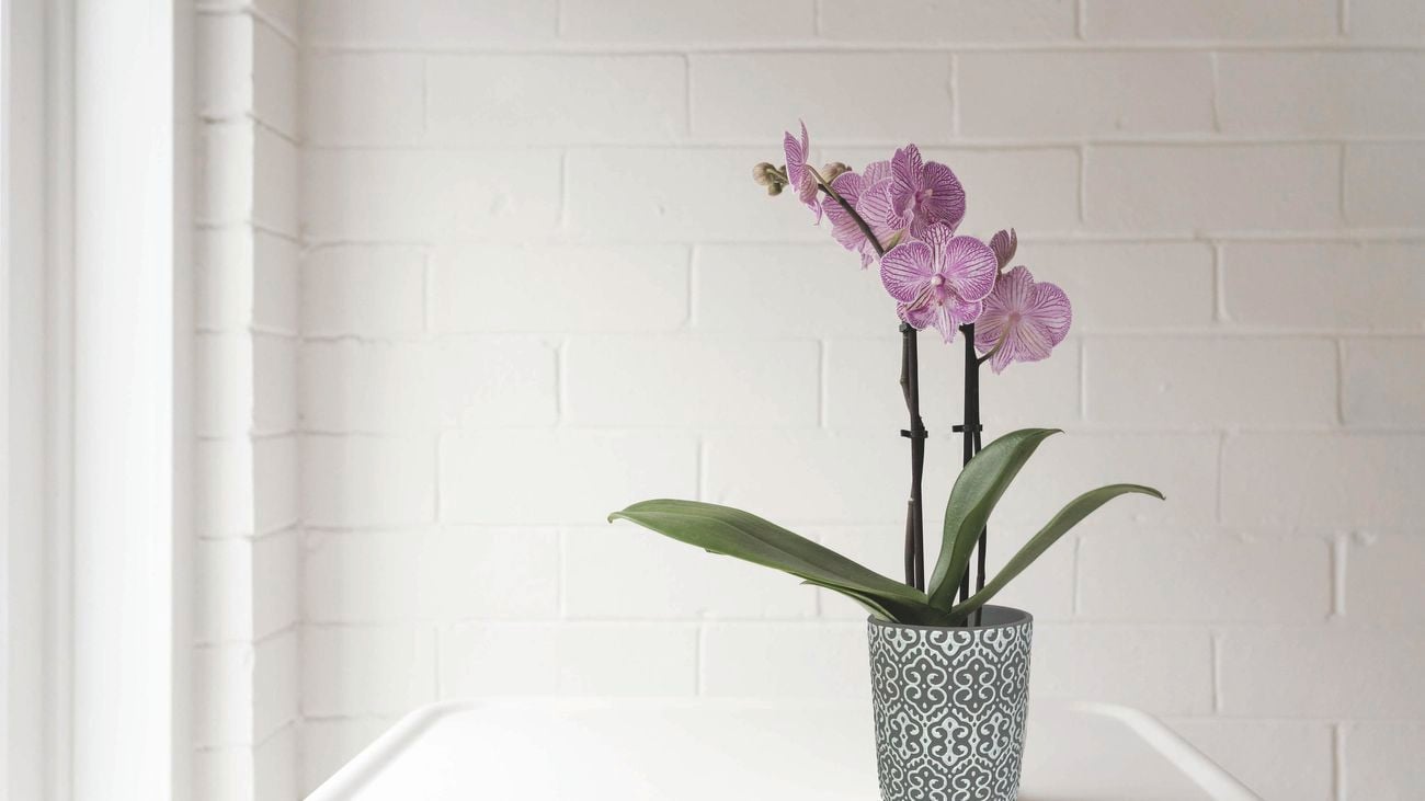Phalaenopsis orchid in a Moroccan-style patterned pot on a white benchtop