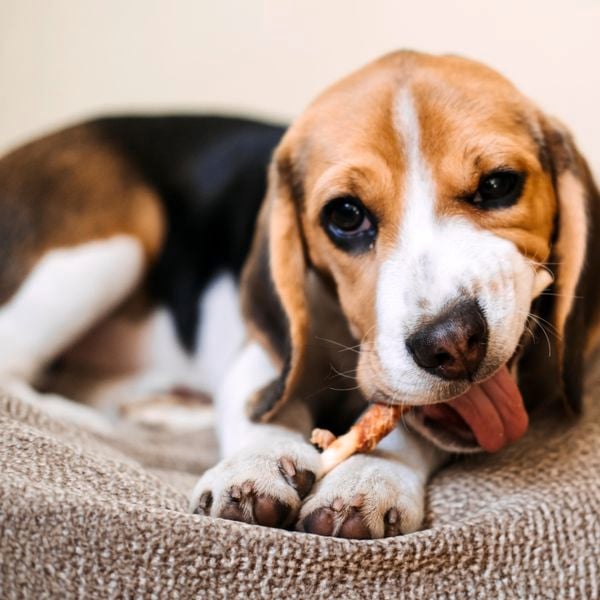 Dog chewing on a bone in a pet bed.