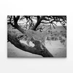 Cheetah Stands in Tree  Print 100% Australian Made 150 x 100cm  (Stretched)