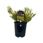 1.9L Coleonema Sunset Gold - Coleonema pulchrum