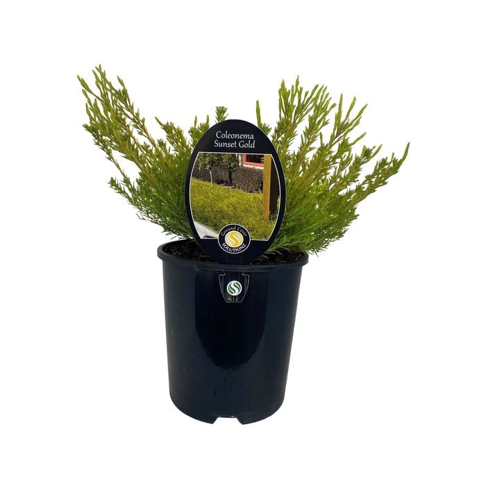 1.9L Coleonema Sunset Gold - Coleonema pulchrum