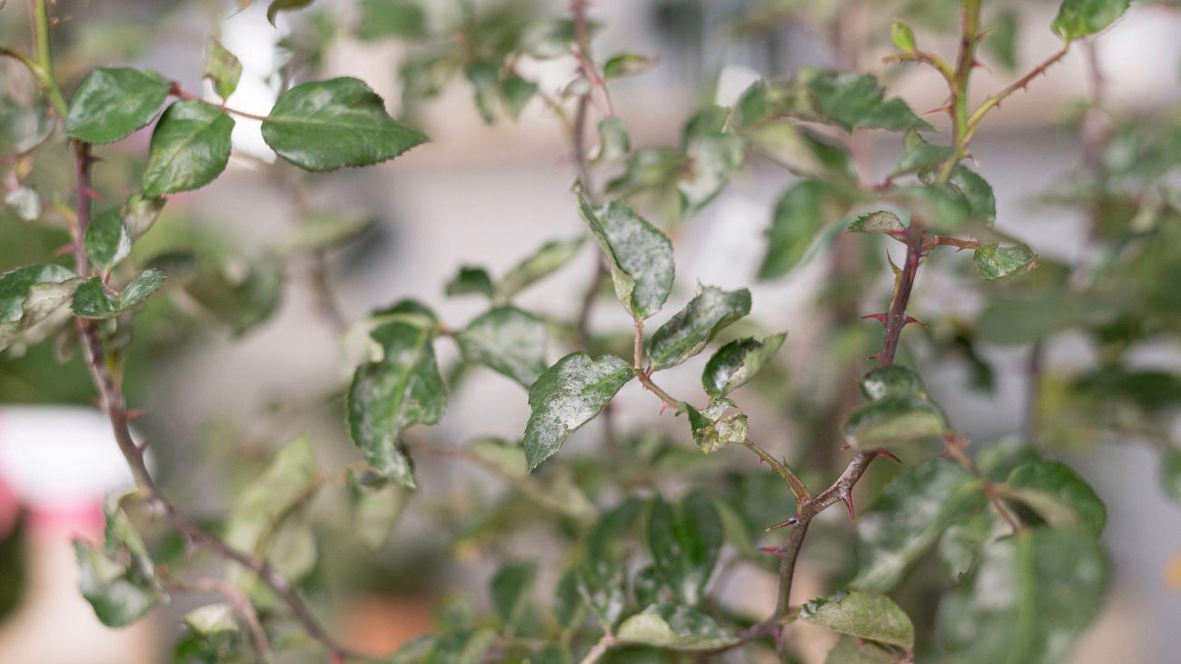 Rose plant with infected leaves.